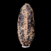 XL 2" Fossil Pine Cone Equicalastrobus Replaced By Agate Eocene Age Seeds Fruit