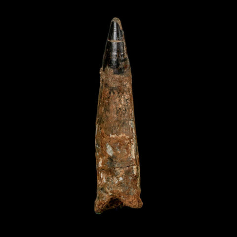 XL 3.8" Spinosaurus Fossil Tooth 100 Million Years Old Cretaceous Dinosaur COA - Fossil Age Minerals