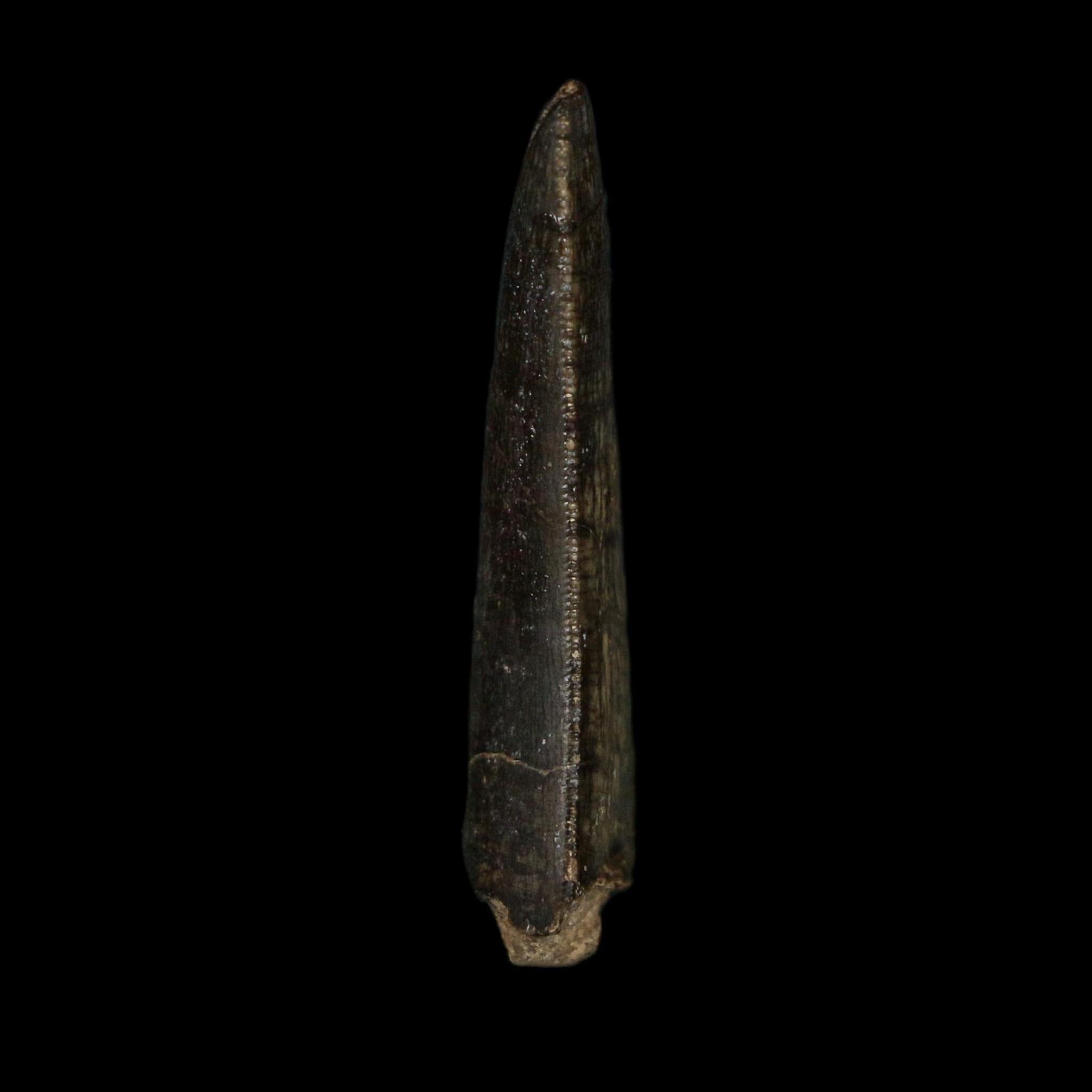 1.3" Kryptops Palaios Abelisaurid Serrated Tooth Fossil Cretaceous Age Dinosaur Niger - Fossil Age Minerals