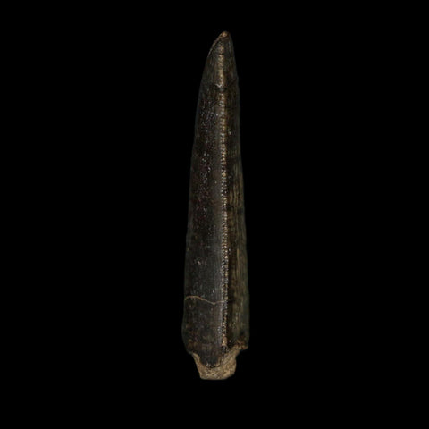 1.3" Kryptops Palaios Abelisaurid Serrated Tooth Fossil Cretaceous Age Dinosaur Niger