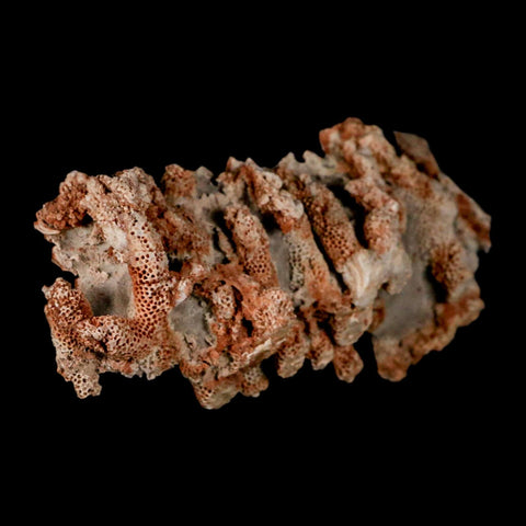 4.6" Thamnopora SP Coral Fossil Coral Reef Devonian Age Verde Valley, Arizona
