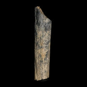 1.1" Hadrosaur Dinosaur Tendon Fossil Lance Creek FM Cretaceous WY COA Display