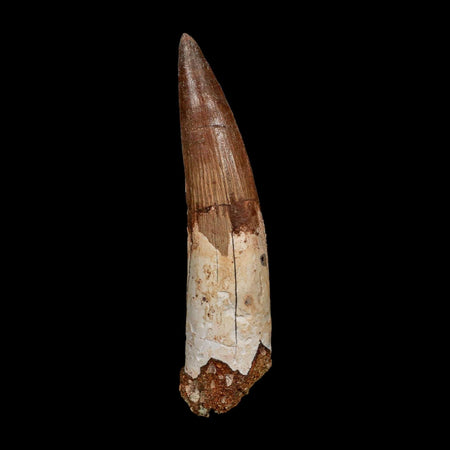 XXL 4.4" Spinosaurus Fossil Tooth 100 Million Years Old Cretaceous Dinosaur COA