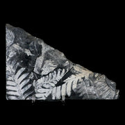5.9" Alethopteris Fern Plant Leaf Fossil Carboniferous Age Llewellyn FM ST Clair, PA