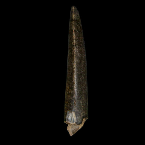 1.3" Kryptops Palaios Abelisaurid Serrated Tooth Fossil Cretaceous Age Dinosaur Niger