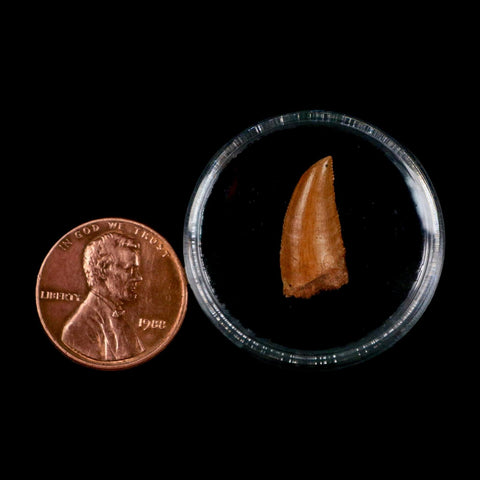 0.7" Abelisaur Serrated Tooth Fossil Cretaceous Age Dinosaur Morocco COA, Display - Fossil Age Minerals