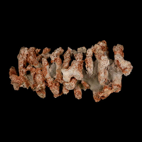 4.6" Thamnopora SP Coral Fossil Coral Reef Devonian Age Verde Valley, Arizona