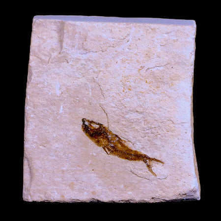 1" Hemisaurida Fossil Fish Plate Cretaceous Dinosaur Age Hakel Lebanon