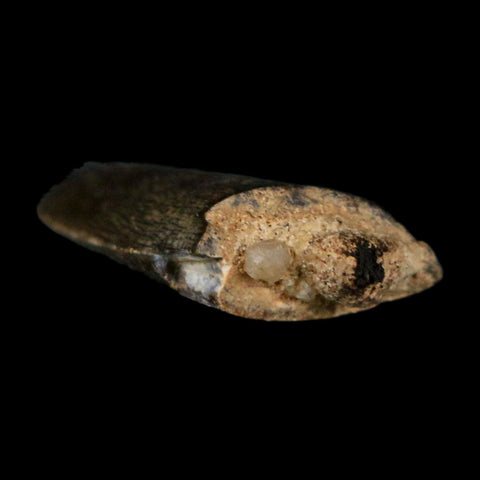1.3" Kryptops Palaios Abelisaurid Serrated Tooth Fossil Cretaceous Age Dinosaur Niger