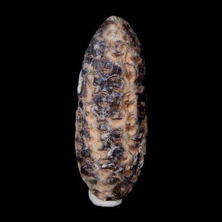 XL 2" Fossil Pine Cone Equicalastrobus Replaced By Agate Eocene Age Seeds Fruit