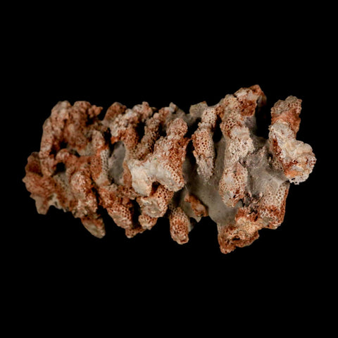 4.6" Thamnopora SP Coral Fossil Coral Reef Devonian Age Verde Valley, Arizona