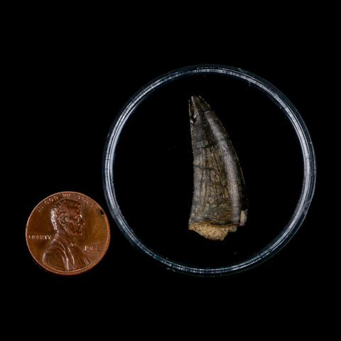1.3" Kryptops Palaios Abelisaurid Serrated Tooth Fossil Cretaceous Age Dinosaur Niger