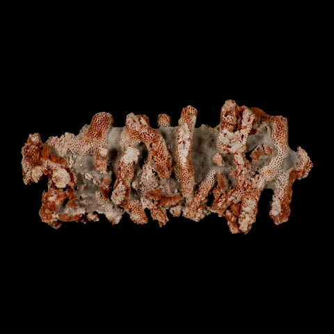 4.6" Thamnopora SP Coral Fossil Coral Reef Devonian Age Verde Valley, Arizona