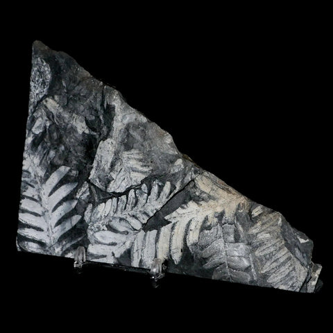 5.9" Alethopteris Fern Plant Leaf Fossil Carboniferous Age Llewellyn FM ST Clair, PA - Fossil Age Minerals