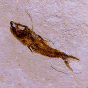 1" Hemisaurida Fossil Fish Plate Cretaceous Dinosaur Age Hakel Lebanon