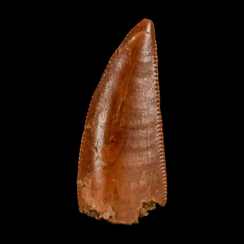 0.8" Abelisaur Serrated Tooth Fossil Cretaceous Age Dinosaur Morocco COA, Display - Fossil Age Minerals