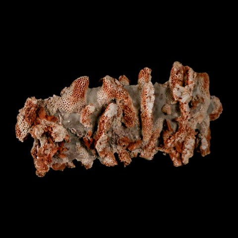 4.6" Thamnopora SP Coral Fossil Coral Reef Devonian Age Verde Valley, Arizona