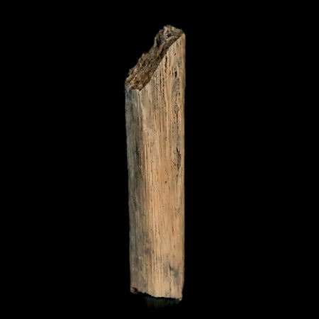 1.1" Hadrosaur Dinosaur Tendon Fossil Lance Creek FM Cretaceous WY COA Display