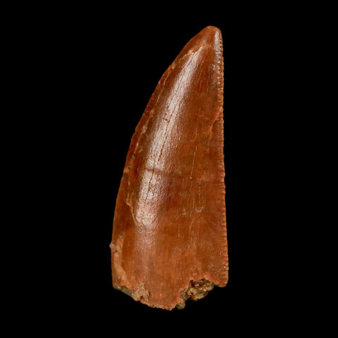 0.8" Abelisaur Serrated Tooth Fossil Cretaceous Age Dinosaur Morocco COA, Display - Fossil Age Minerals