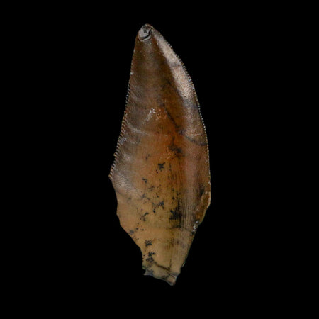 1.2" Kryptops Palaios Abelisaurid Serrated Tooth Fossil Cretaceous Age Dinosaur Niger