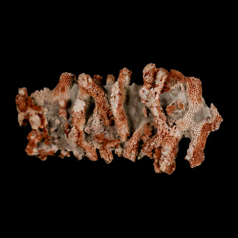 4.6" Thamnopora SP Coral Fossil Coral Reef Devonian Age Verde Valley, Arizona