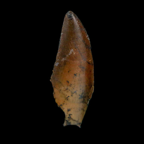 1.2" Kryptops Palaios Abelisaurid Serrated Tooth Fossil Cretaceous Age Dinosaur Niger
