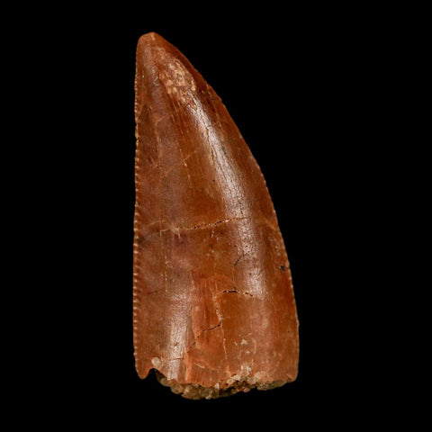 0.8" Abelisaur Serrated Tooth Fossil Cretaceous Age Dinosaur Morocco COA, Display - Fossil Age Minerals