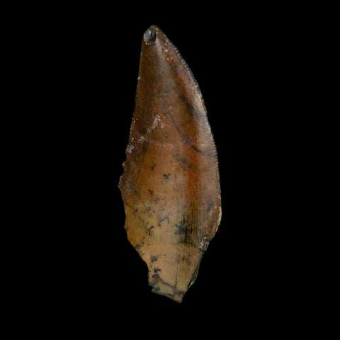 1.2" Kryptops Palaios Abelisaurid Serrated Tooth Fossil Cretaceous Age Dinosaur Niger