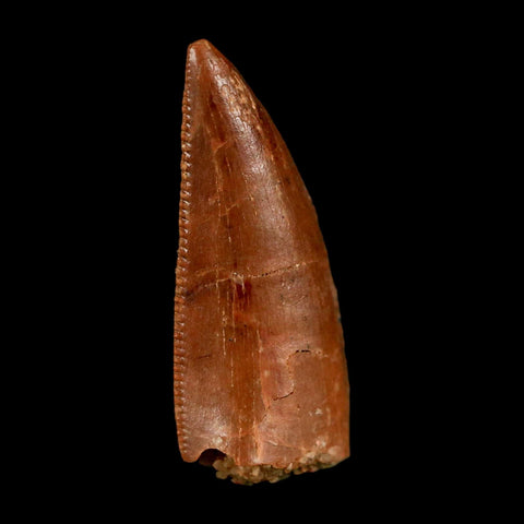 0.8" Abelisaur Serrated Tooth Fossil Cretaceous Age Dinosaur Morocco COA, Display - Fossil Age Minerals