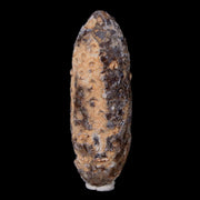 XL 2.3" Fossil Pine Cone Equicalastrobus Replaced By Agate Eocene Age Seeds Fruit