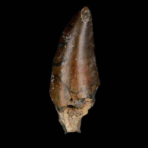 1.2" Kryptops Palaios Abelisaurid Serrated Tooth Fossil Cretaceous Age Dinosaur Niger