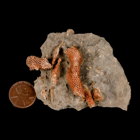 2.8" Thamnopora SP Coral Fossil Coral Reef Devonian Age Verde Valley, Arizona
