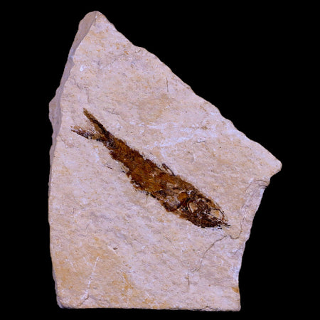 1.7" Hemisaurida Fossil Fish Plate Cretaceous Dinosaur Age Hakel Lebanon