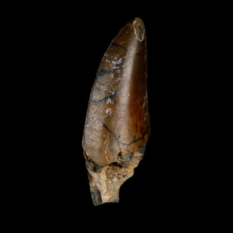 1.2" Kryptops Palaios Abelisaurid Serrated Tooth Fossil Cretaceous Age Dinosaur Niger