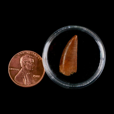 0.8" Abelisaur Serrated Tooth Fossil Cretaceous Age Dinosaur Morocco COA, Display - Fossil Age Minerals