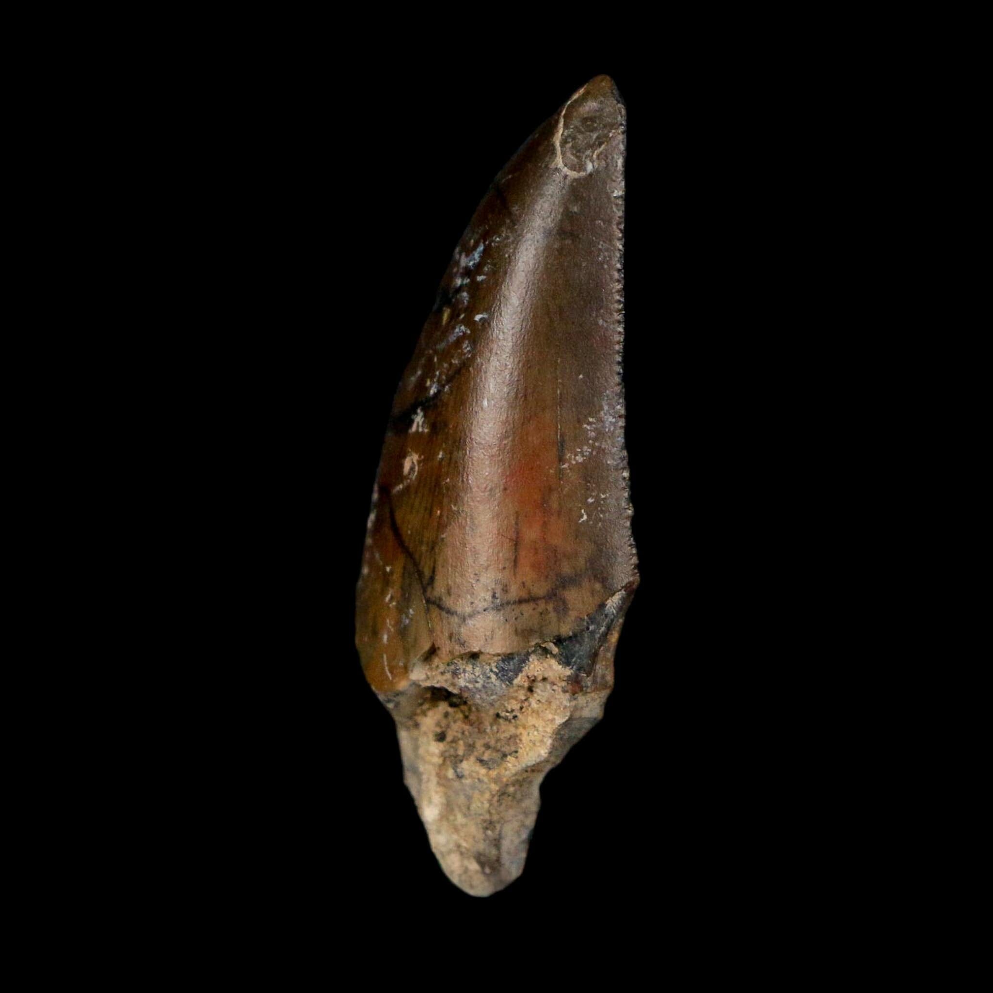 1.2" Kryptops Palaios Abelisaurid Serrated Tooth Fossil Cretaceous Age Dinosaur Niger - Fossil Age Minerals