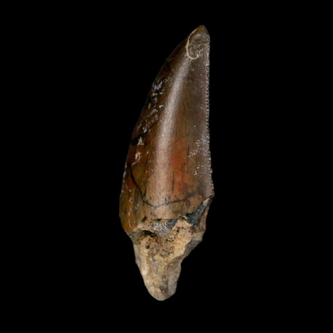 1.2" Kryptops Palaios Abelisaurid Serrated Tooth Fossil Cretaceous Age Dinosaur Niger