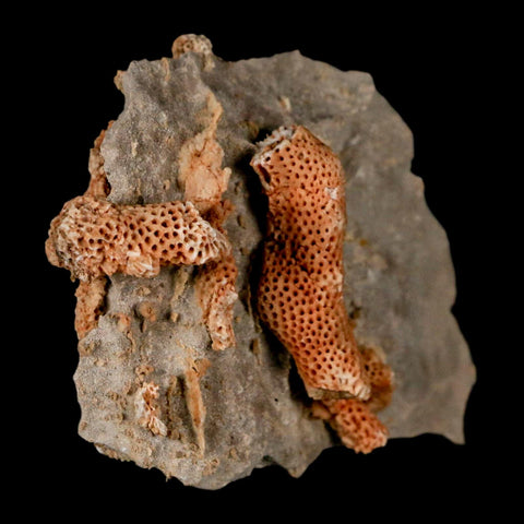 2.8" Thamnopora SP Coral Fossil Coral Reef Devonian Age Verde Valley, Arizona