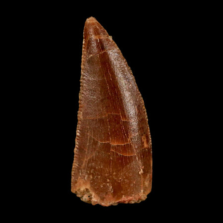 0.8" Abelisaur Serrated Tooth Fossil Cretaceous Age Dinosaur Morocco COA, Display