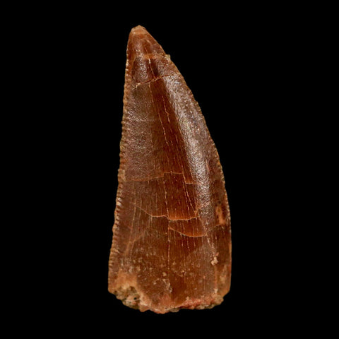 0.8" Abelisaur Serrated Tooth Fossil Cretaceous Age Dinosaur Morocco COA, Display - Fossil Age Minerals