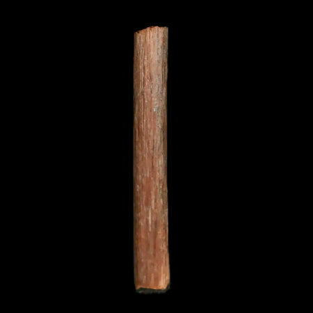 1.2" Hadrosaur Dinosaur Tendon Fossil Lance Creek FM Cretaceous WY COA Display