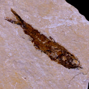 1.7" Hemisaurida Fossil Fish Plate Cretaceous Dinosaur Age Hakel Lebanon