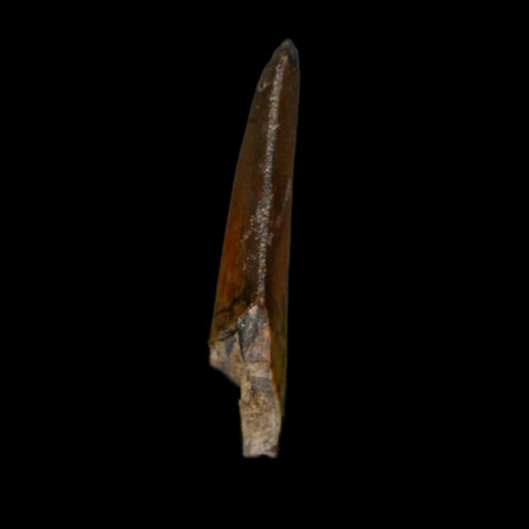 1.2" Kryptops Palaios Abelisaurid Serrated Tooth Fossil Cretaceous Age Dinosaur Niger