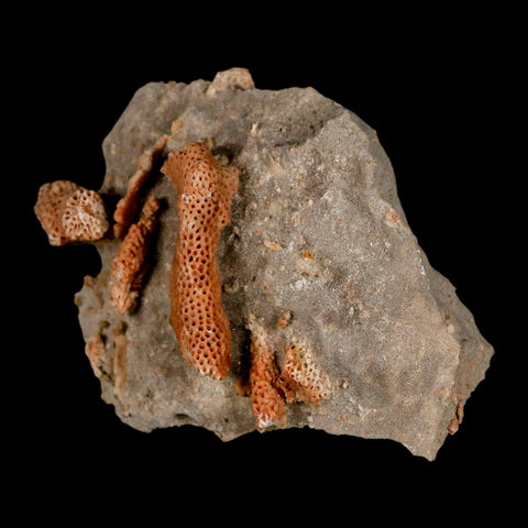 2.8" Thamnopora SP Coral Fossil Coral Reef Devonian Age Verde Valley, Arizona