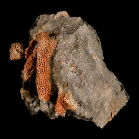 2.8" Thamnopora SP Coral Fossil Coral Reef Devonian Age Verde Valley, Arizona
