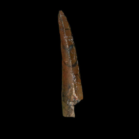 1.2" Kryptops Palaios Abelisaurid Serrated Tooth Fossil Cretaceous Age Dinosaur Niger