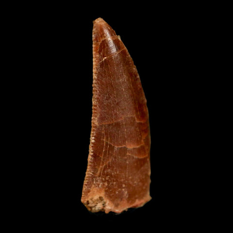 0.8" Abelisaur Serrated Tooth Fossil Cretaceous Age Dinosaur Morocco COA, Display - Fossil Age Minerals