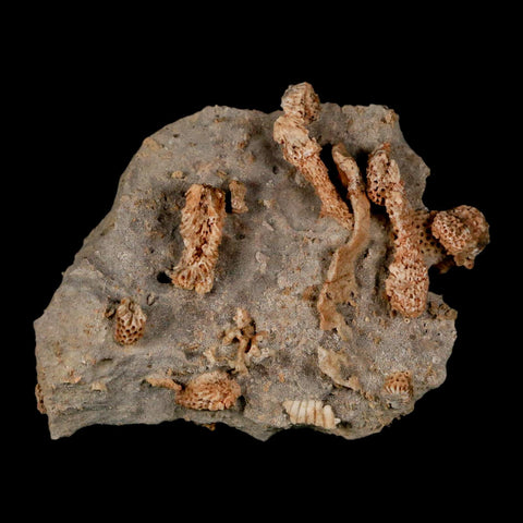 2.8" Thamnopora SP Coral Fossil Coral Reef Devonian Age Verde Valley, Arizona
