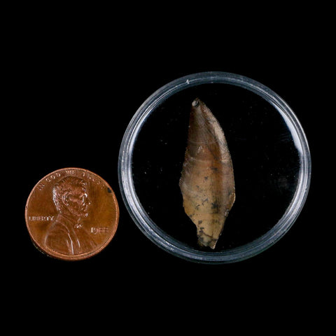 1.2" Kryptops Palaios Abelisaurid Serrated Tooth Fossil Cretaceous Age Dinosaur Niger
