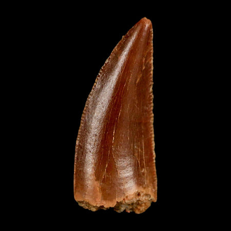 0.8" Abelisaur Serrated Tooth Fossil Cretaceous Age Dinosaur Morocco COA, Display